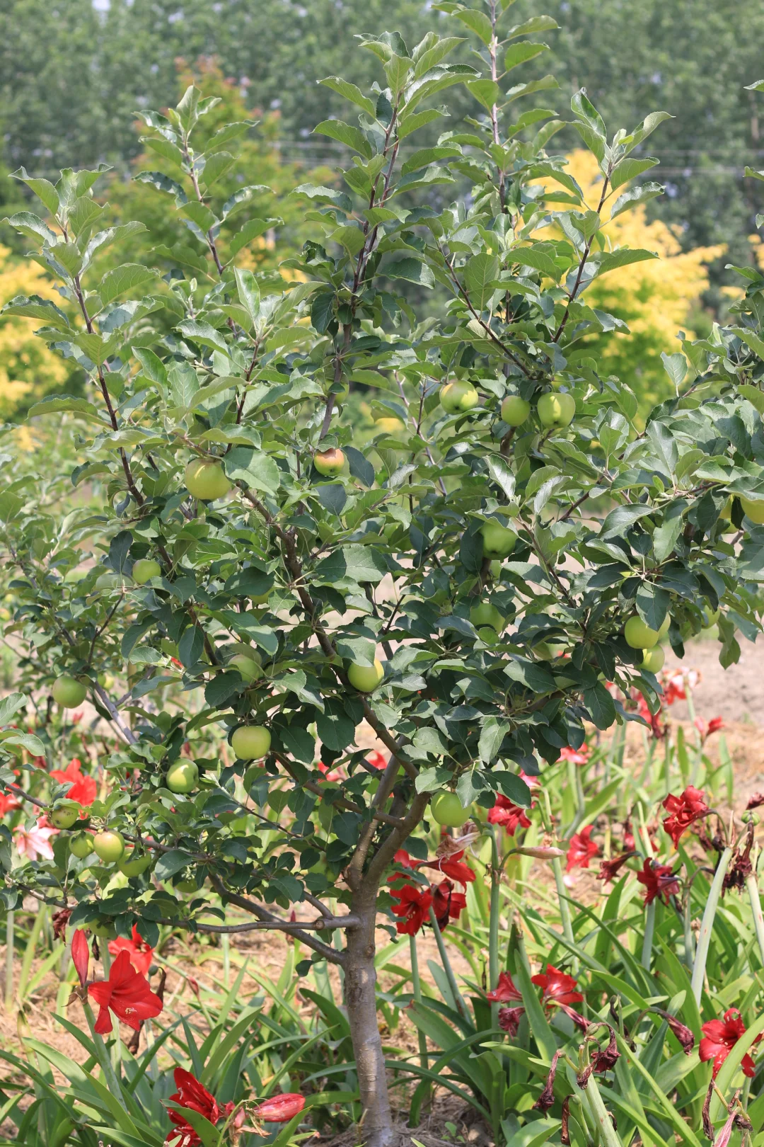 南方苹果容器苗上市了