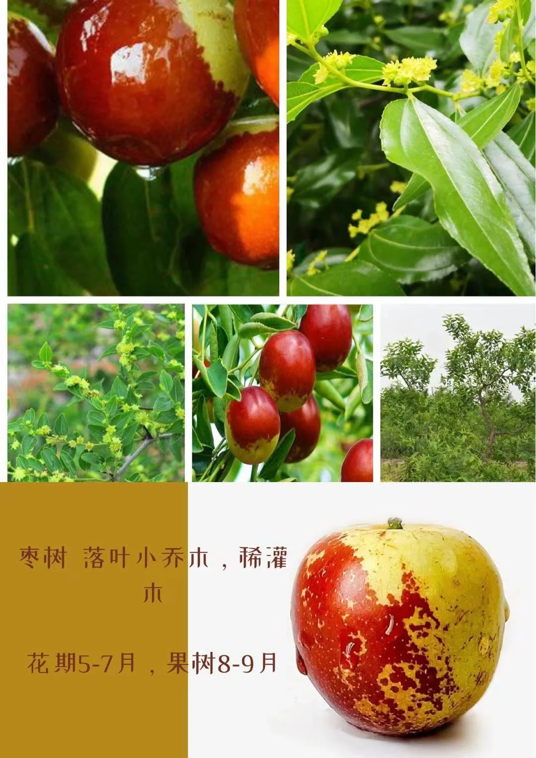 适合北方种植的果树水果