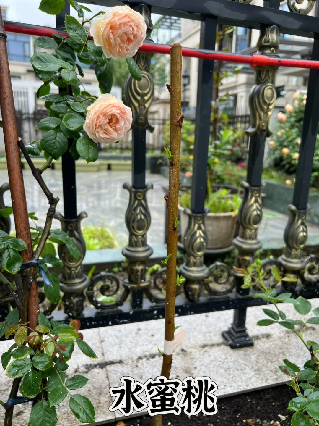 打造一个一年四季都有水果吃的花园