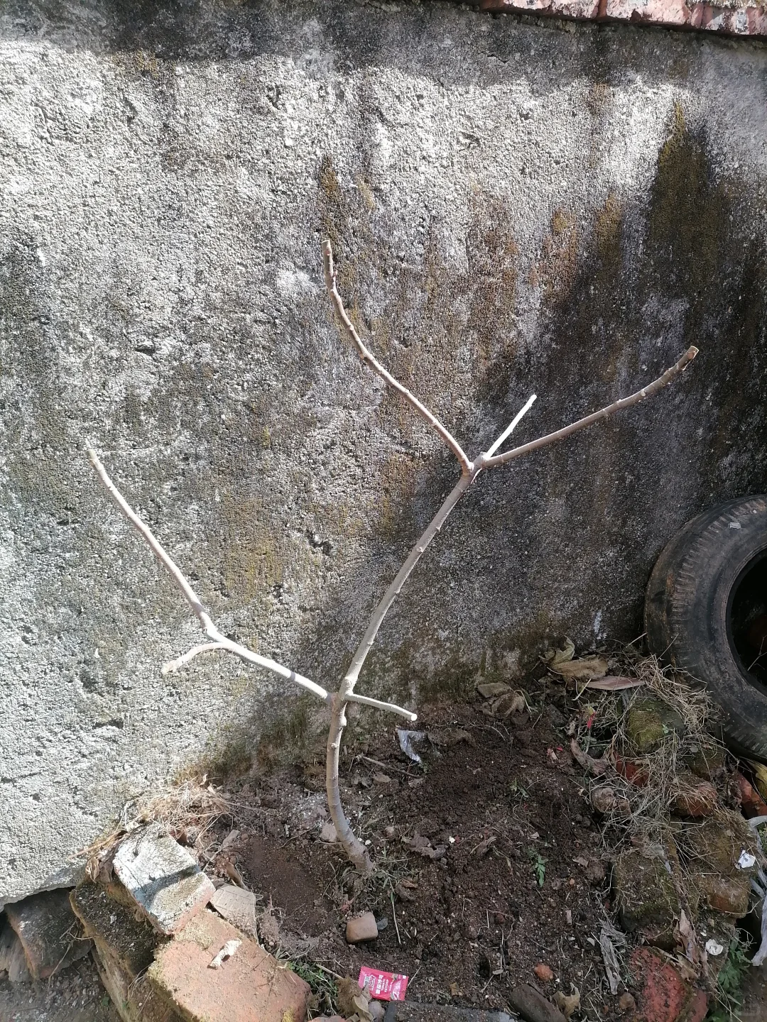 愿2025硕果累累，无花果自由