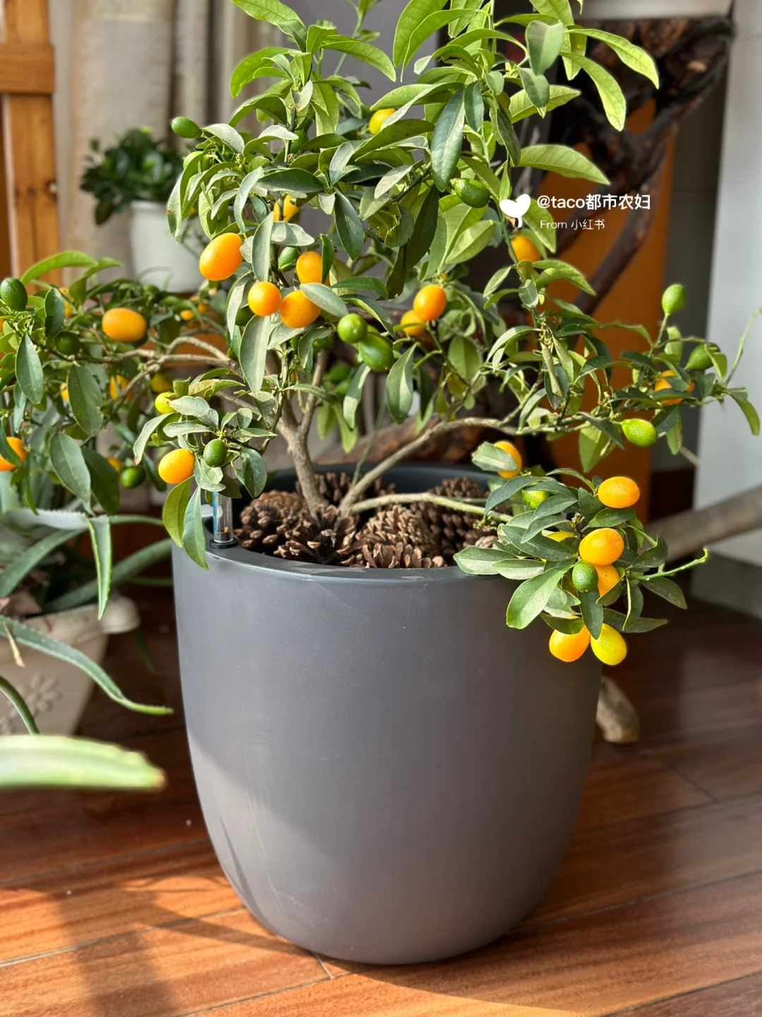 阳台种果树:新手友好型果树清单