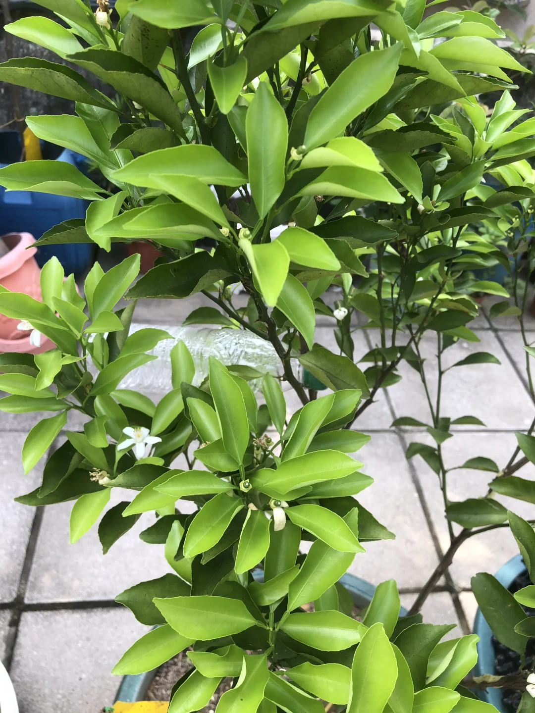 即将开花结果和准备收获的果树?