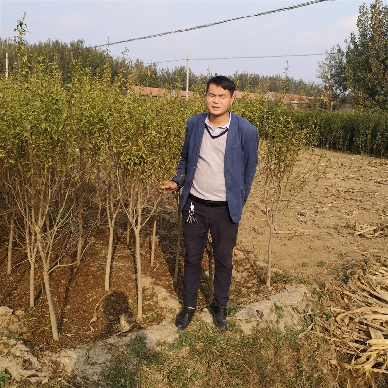 红肉西梅苗,在适宜的土壤中绽放异彩