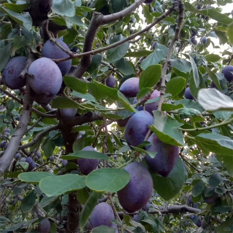 理查德西梅苗经济效益怎么样、经久不衰的西