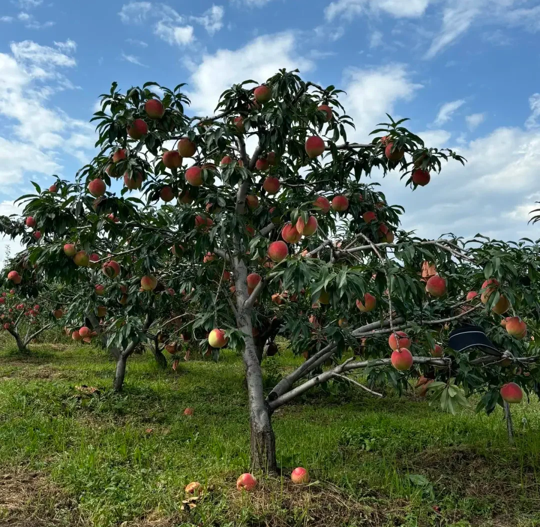 常用园林果树【下】