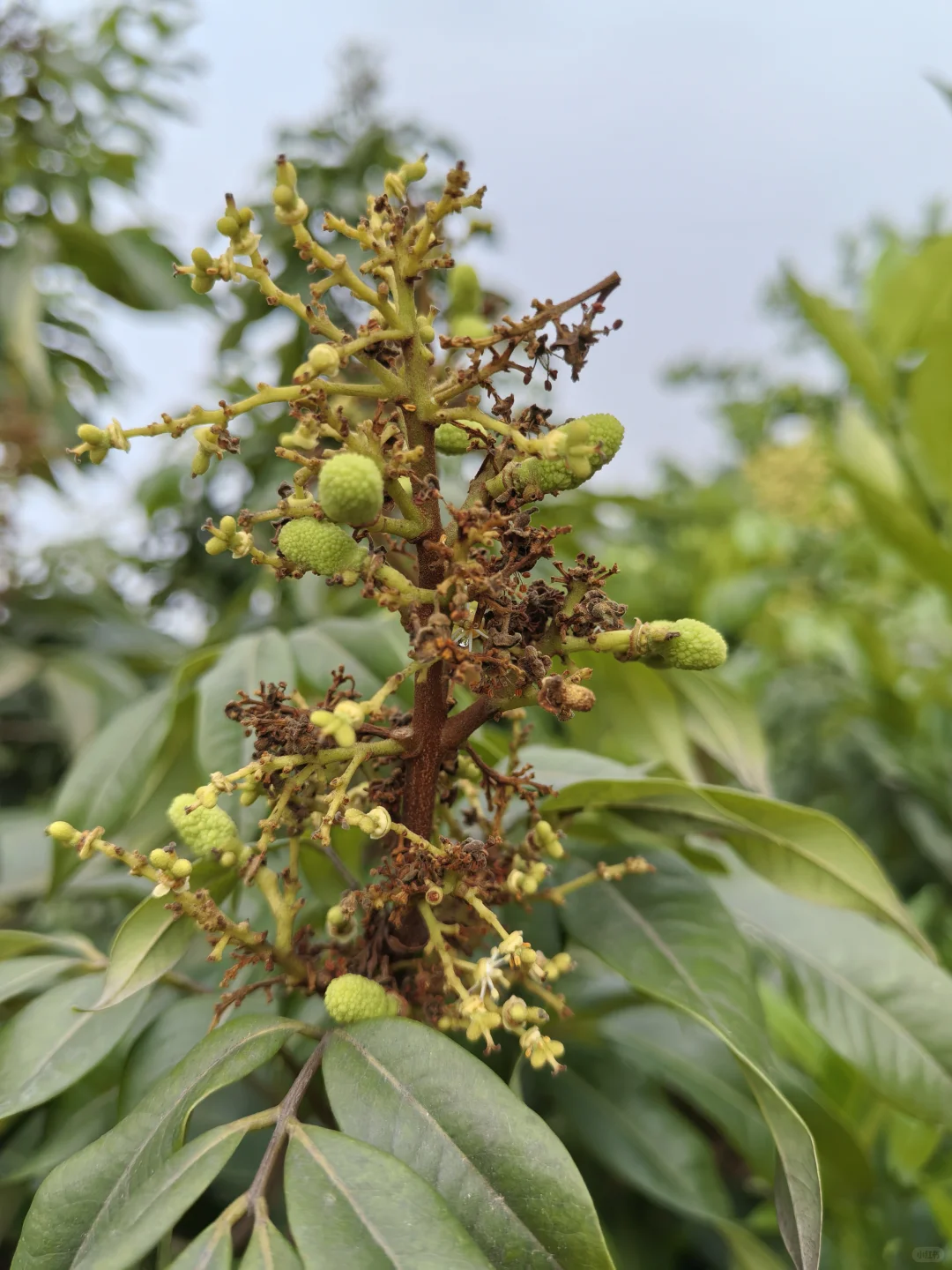 水果自由！！！