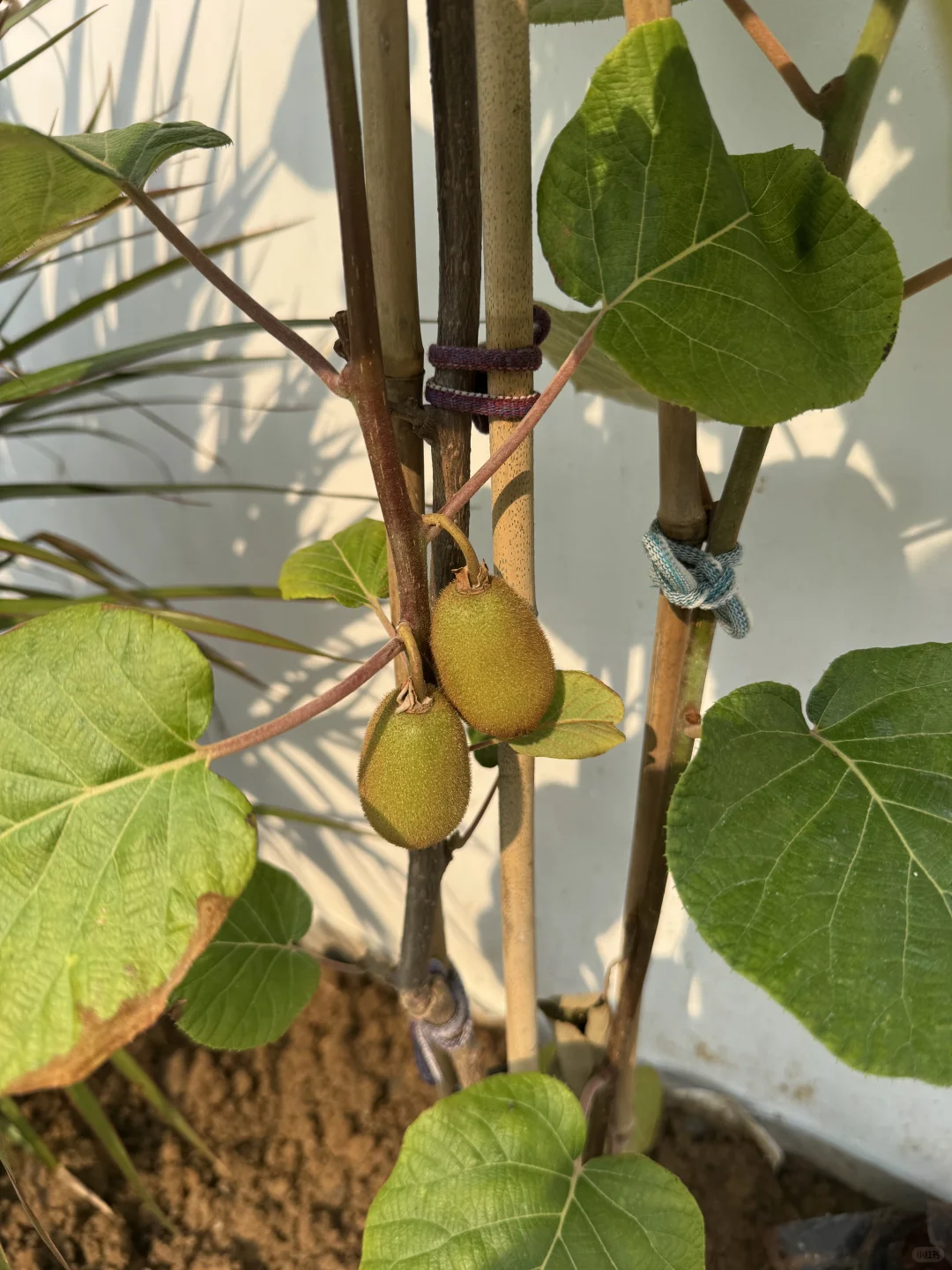 这不马上马的要实现水果自由了??