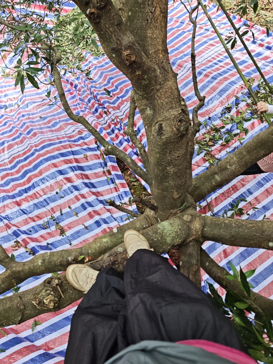 林业人燃尽了，只想吊死在树上