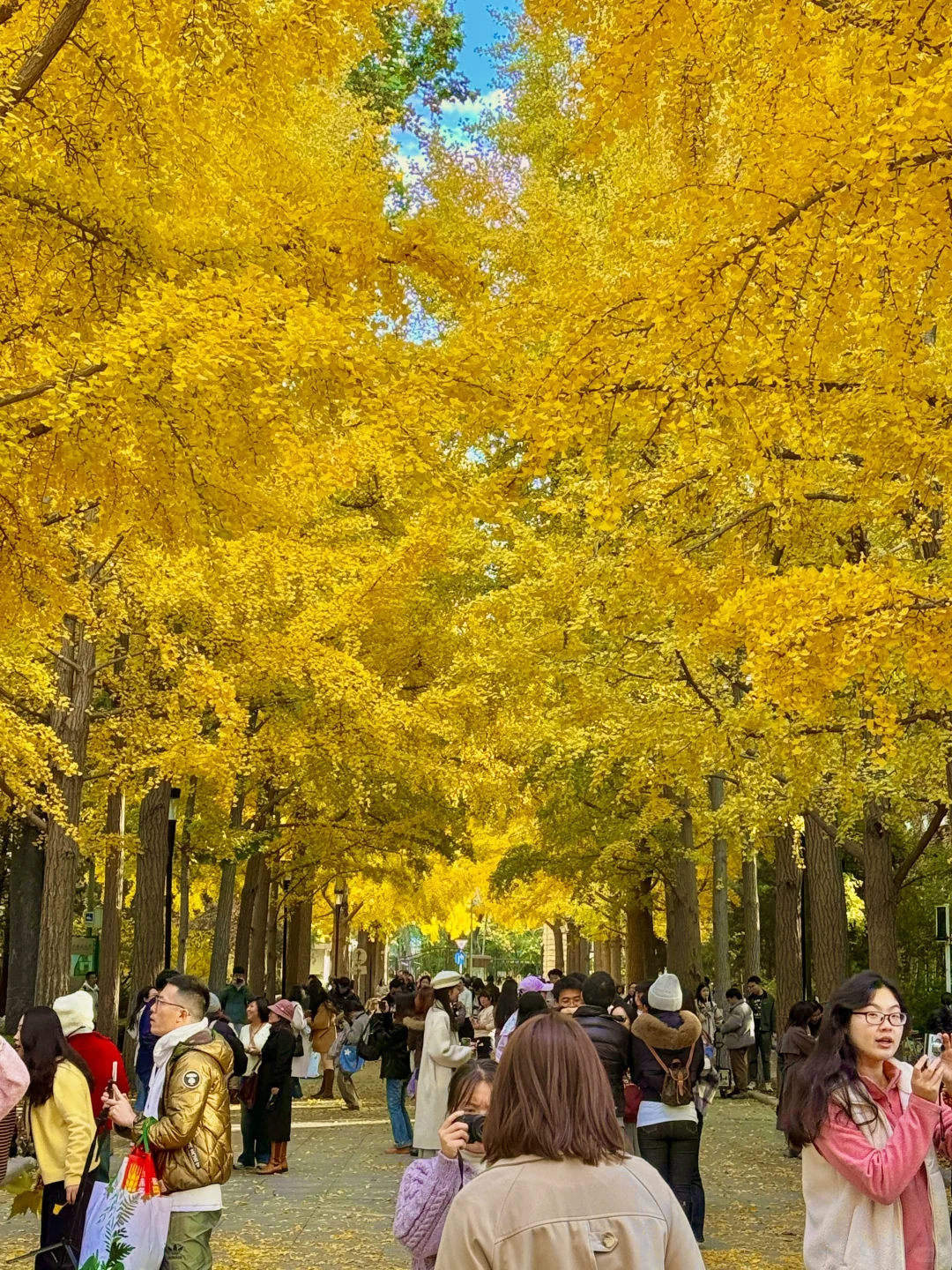 所有在北京的！请停止宅家立刻出门赏银杏?