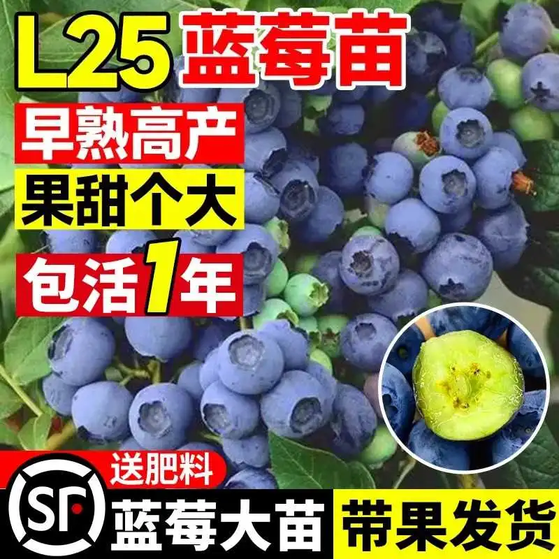 ?L25蓝莓树苗！带果种植太香了