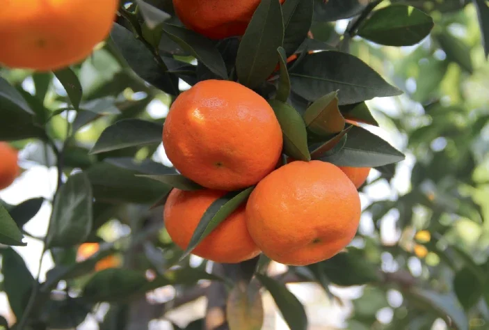 徐强教授: 柑橘从中国到世界的传播故事