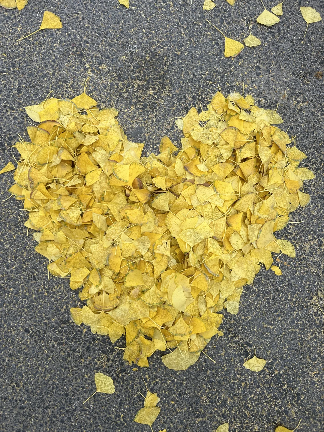 11?️6日|老军营银杏树实拍?