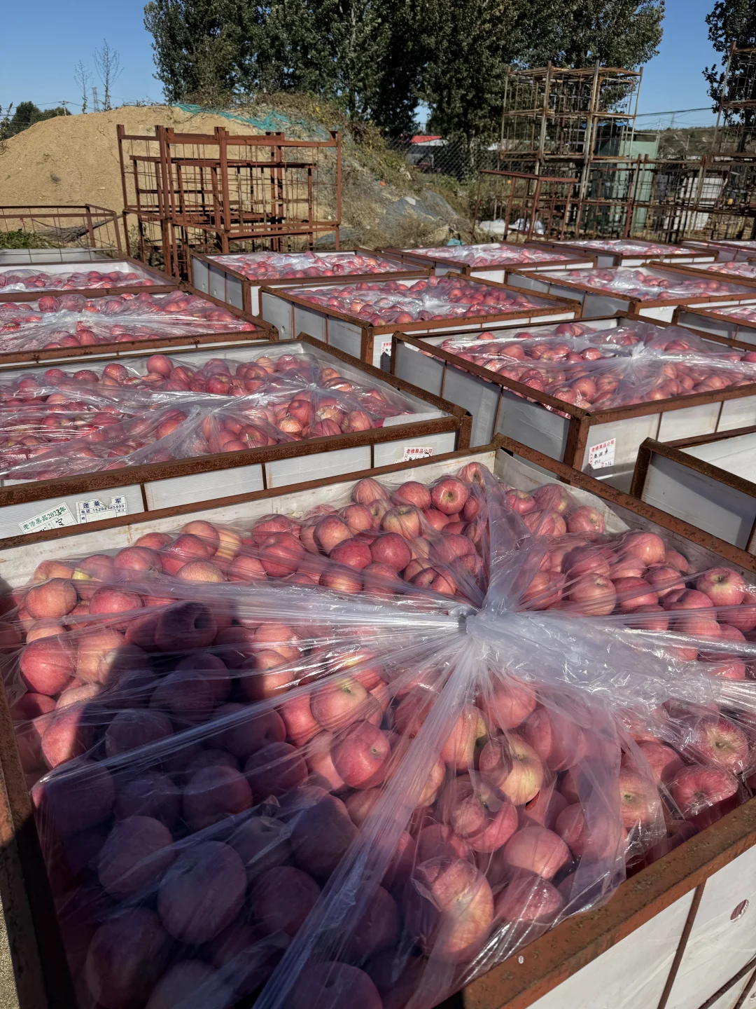 想吃烟台苹果?的，带给你们一点点震撼?