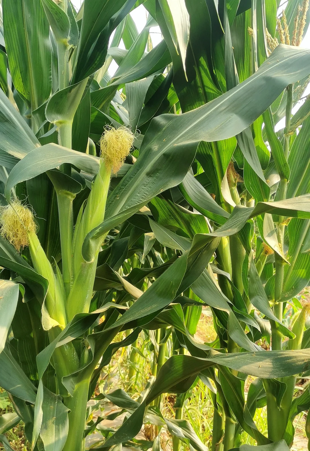 这个夏天太喜欢了！