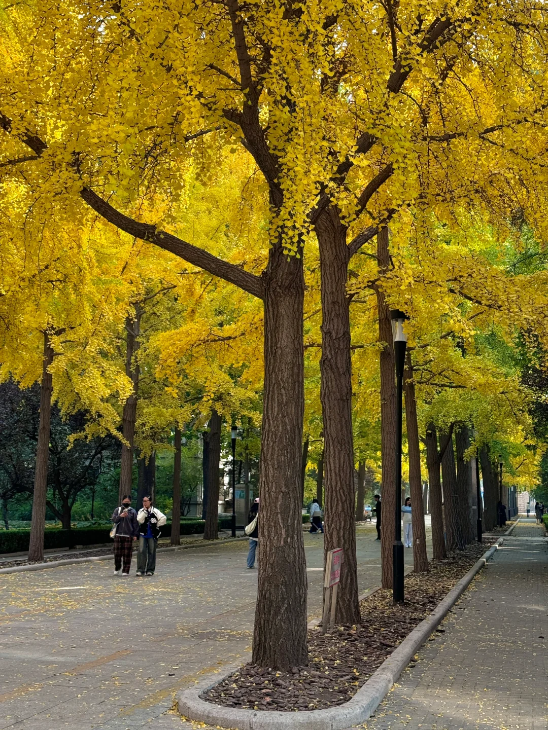 北林｜又送别一秋?