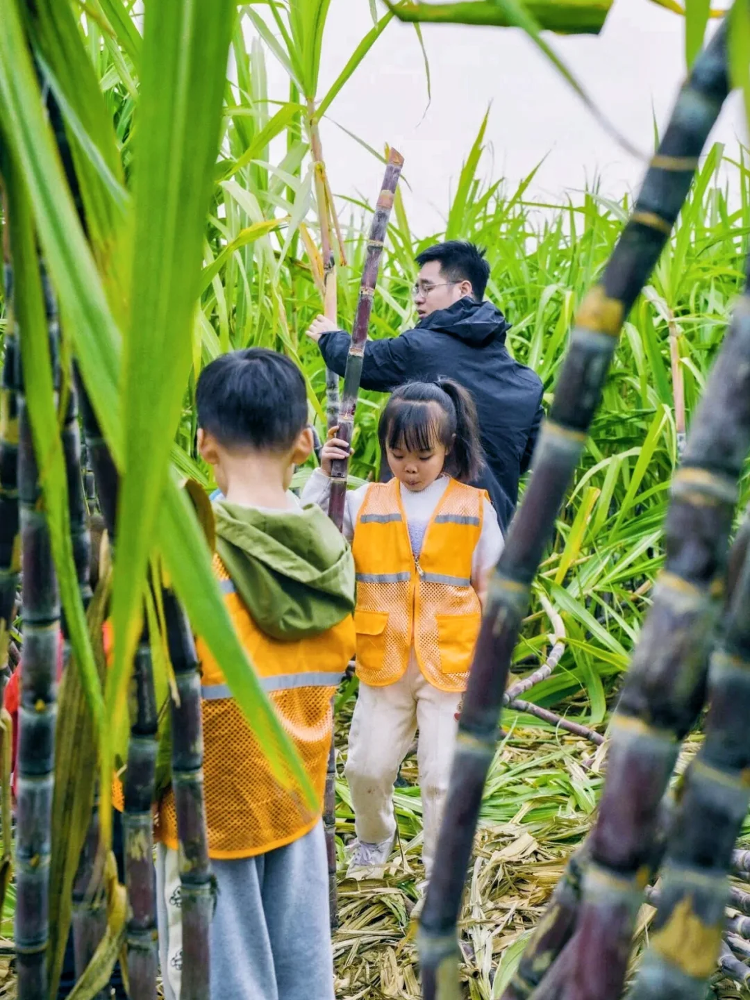 周末遛娃??砍甘蔗、挖红薯、做糖葫芦