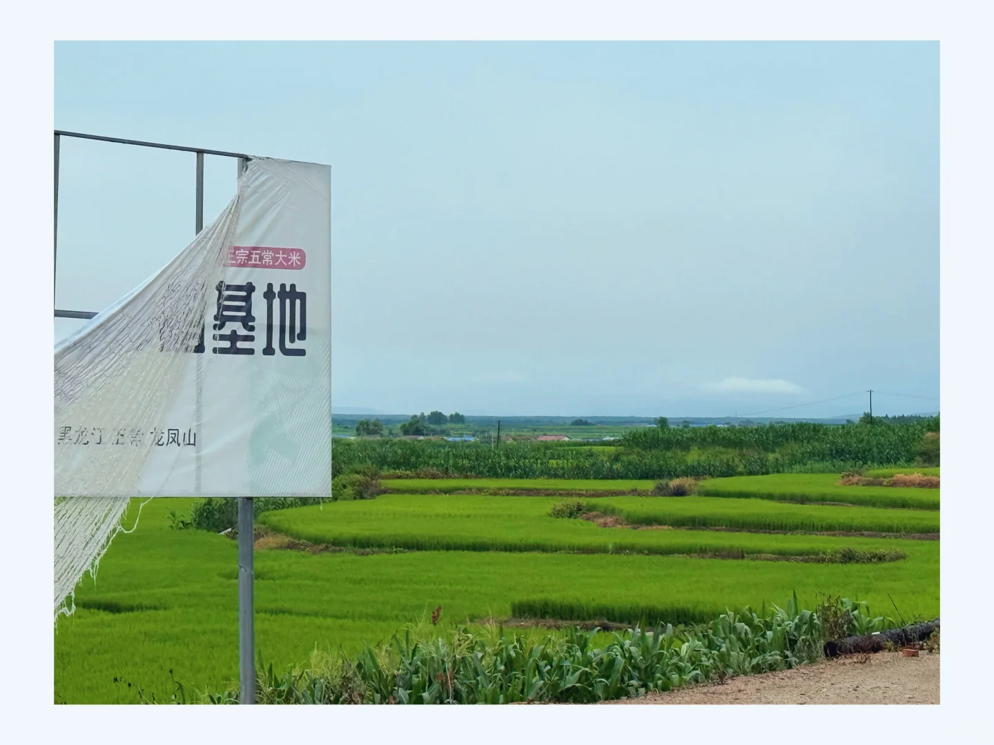 金小稻｜五常大米工厂实拍