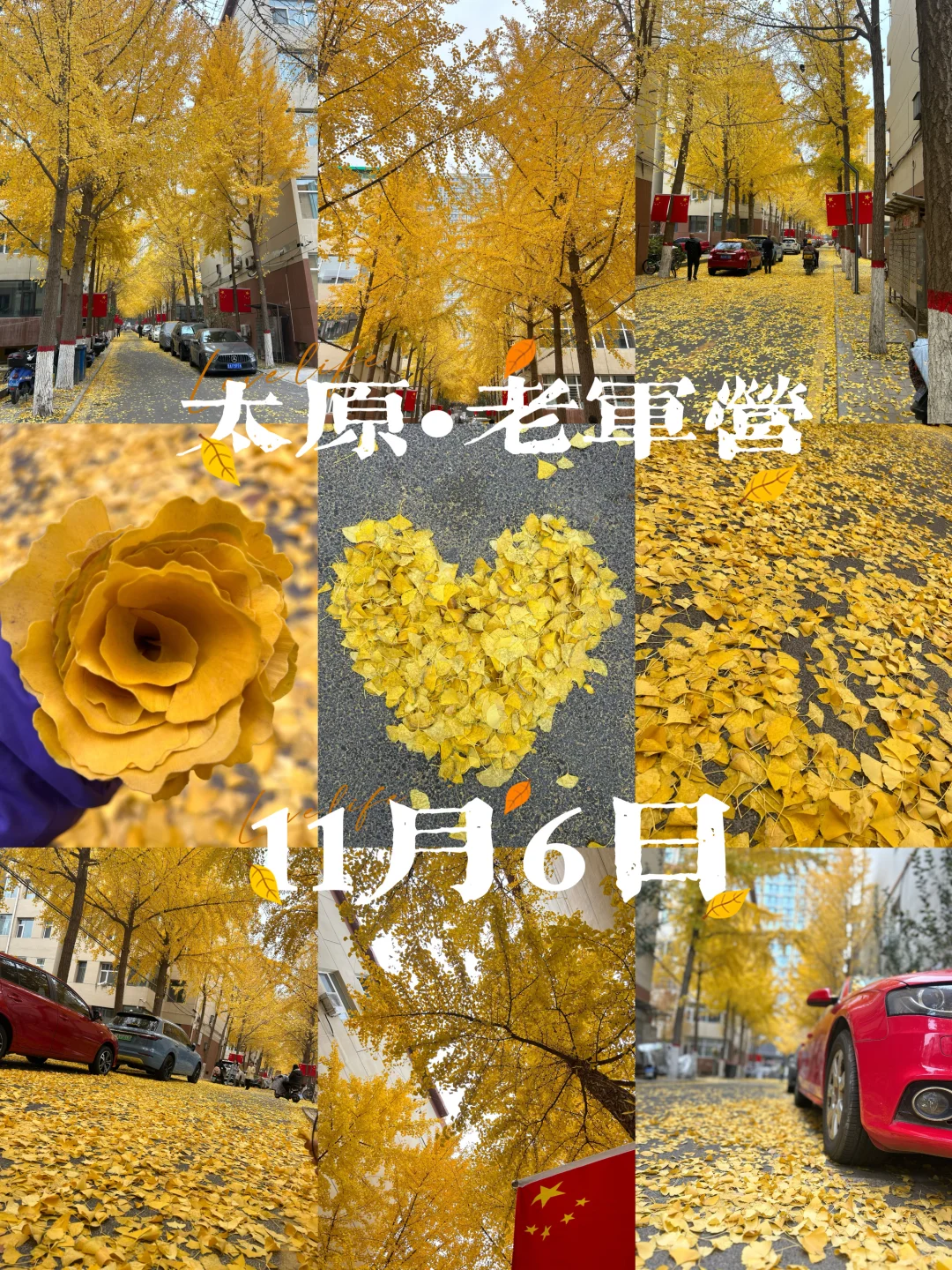 11?️6日|老军营银杏树实拍?