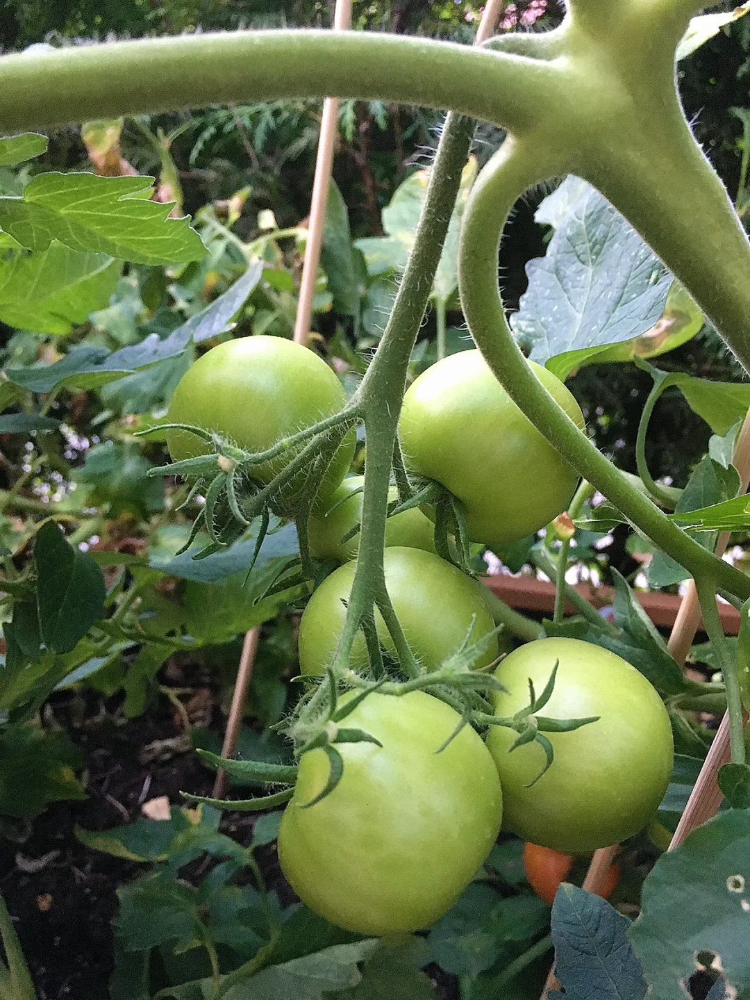 花园里的水果和蔬菜