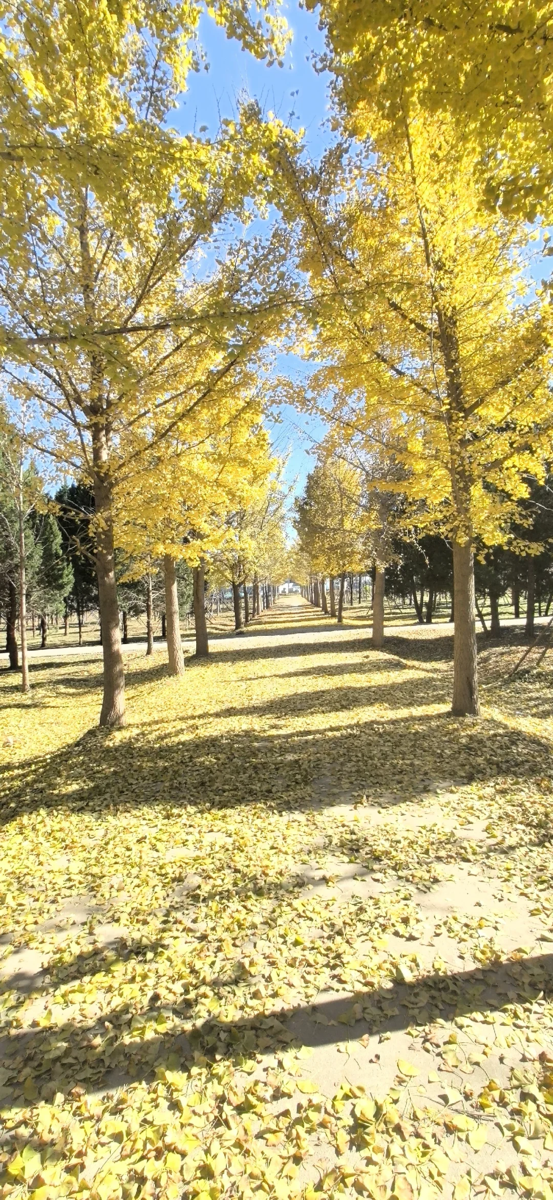 海淀集体生态林，银杏叶进入最佳观赏期