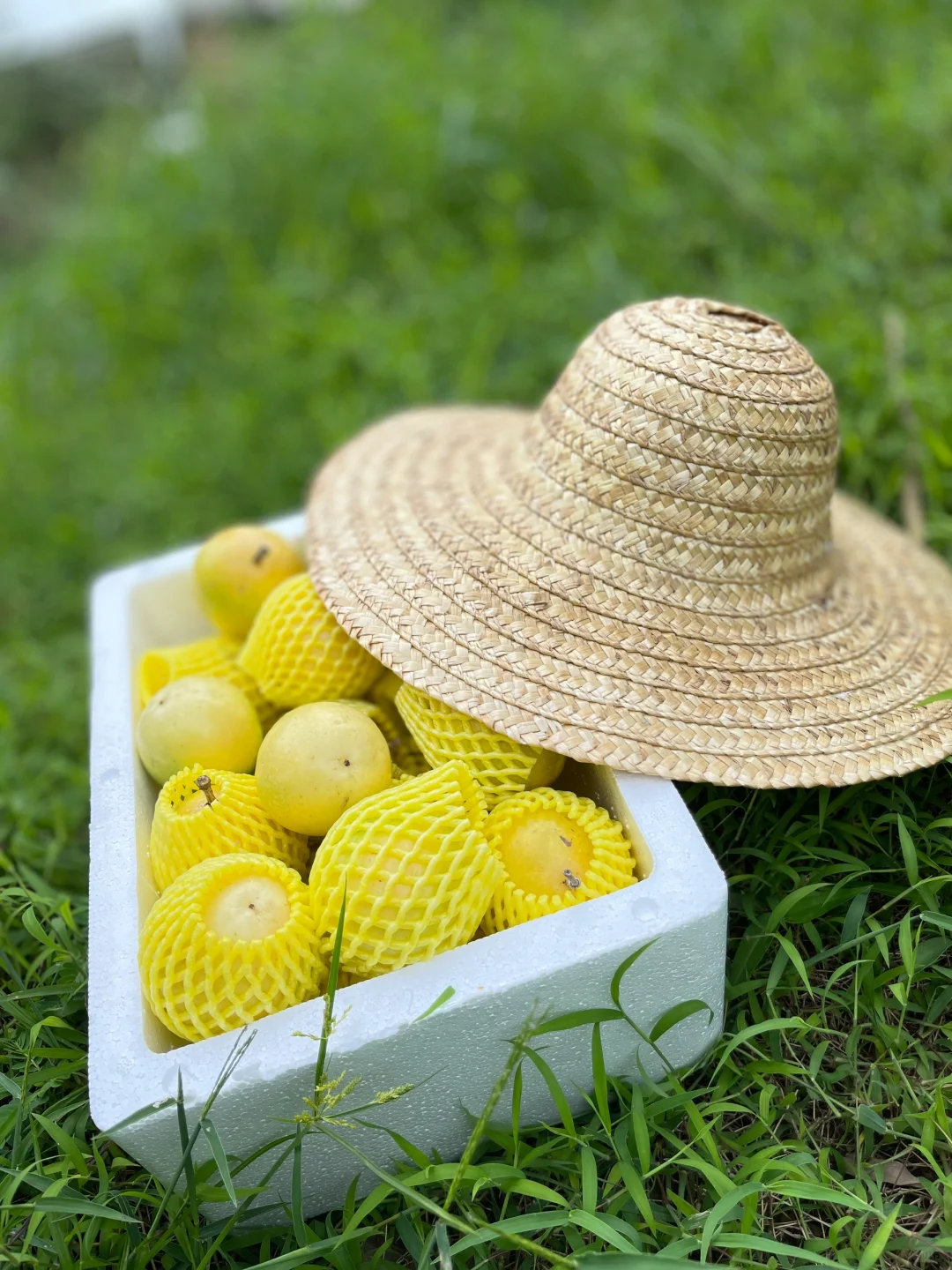 你的家乡有这种水果吗