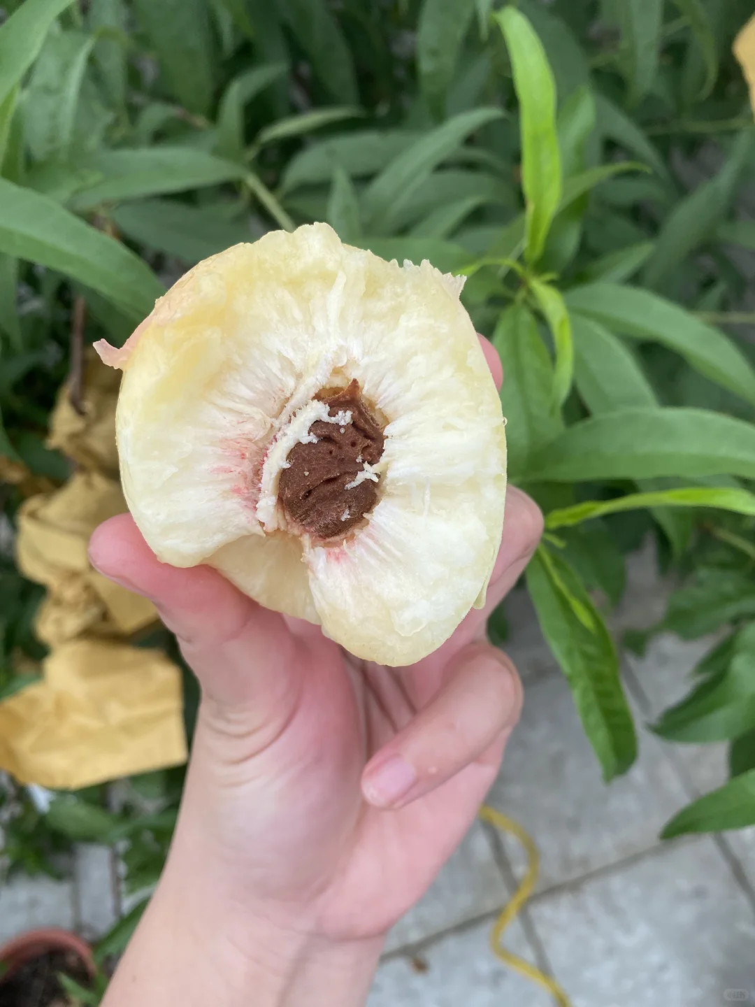 自己种超甜，想吃就吃