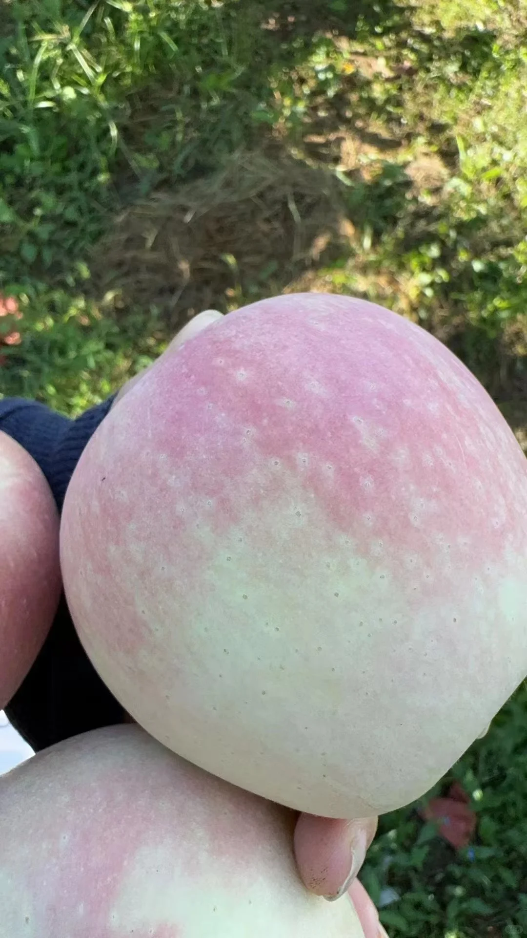 今日果园现摘～?