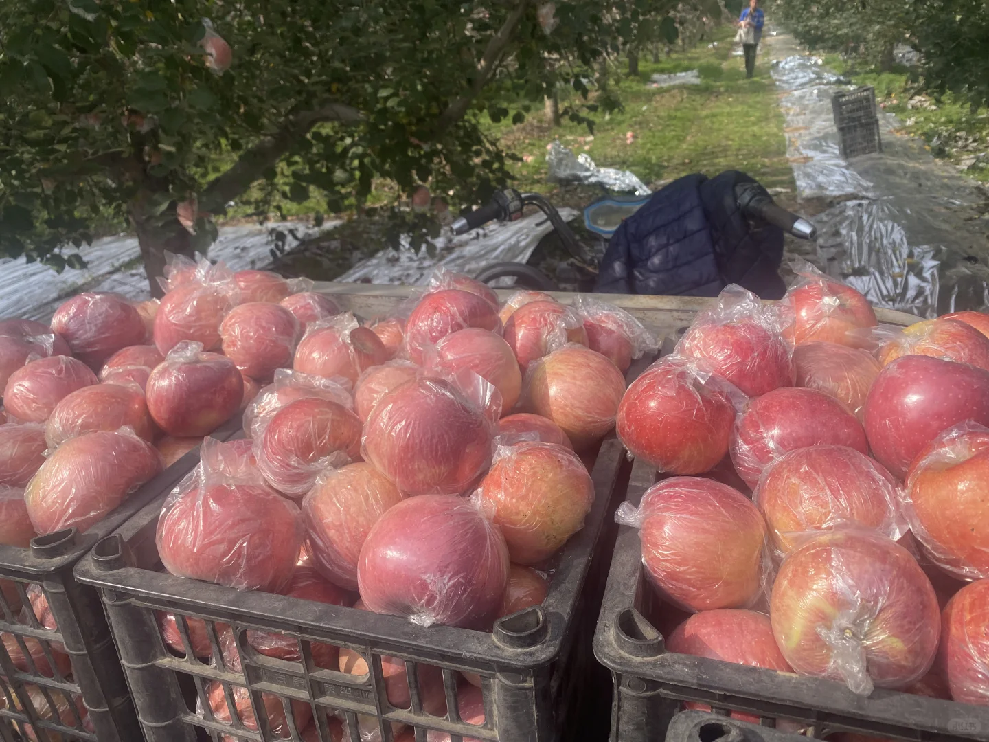 苹果才不是无聊的水果