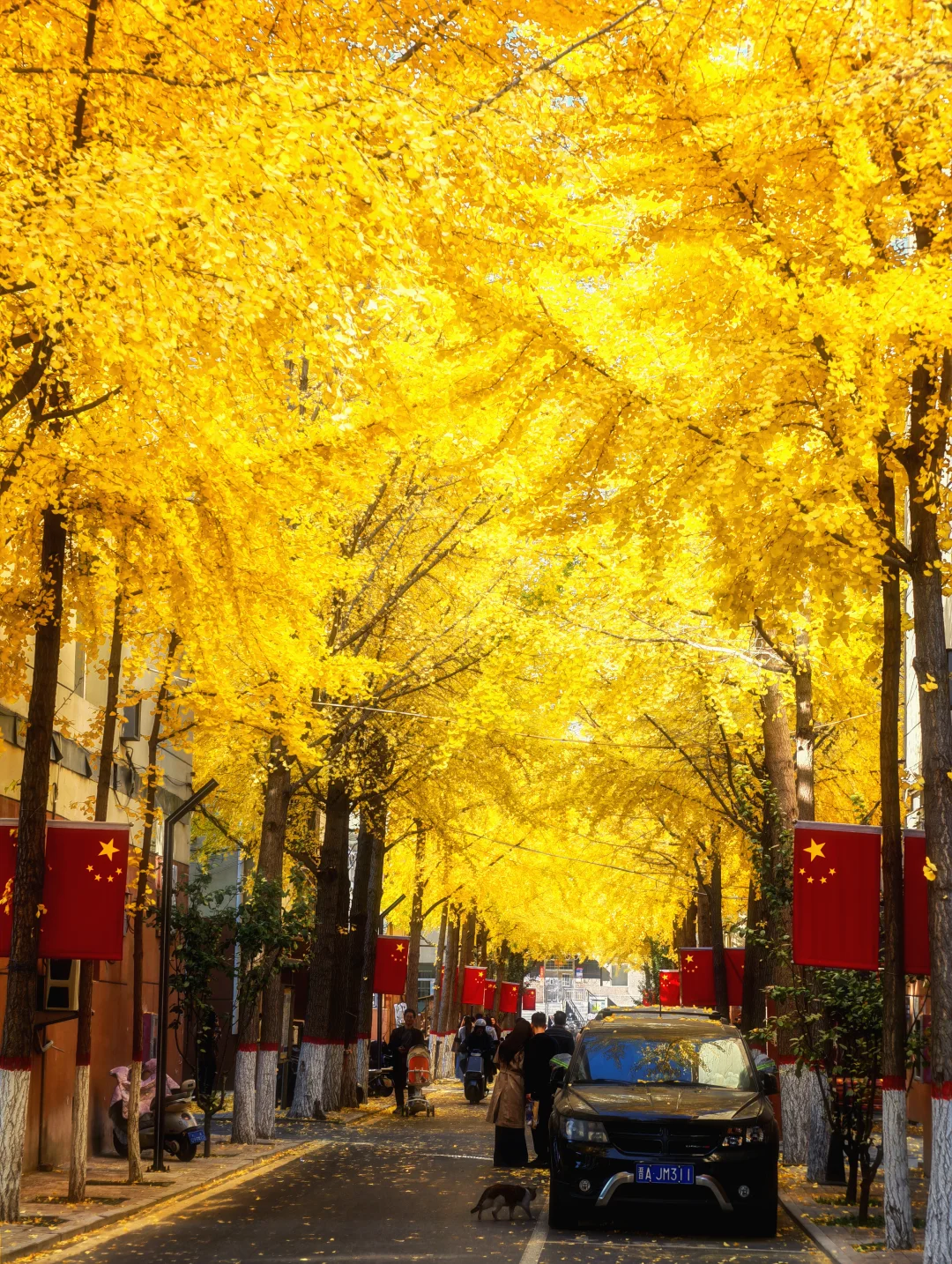 11.4太原老军营银杏?实拍❗(附攻略)