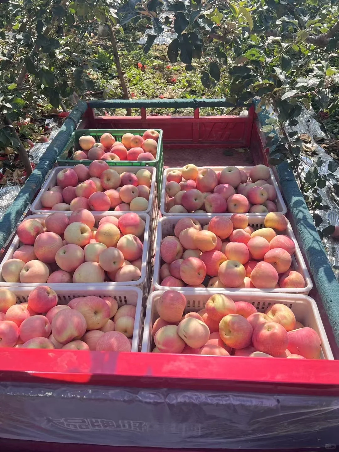 自己家种的，45一箱10斤装，包邮