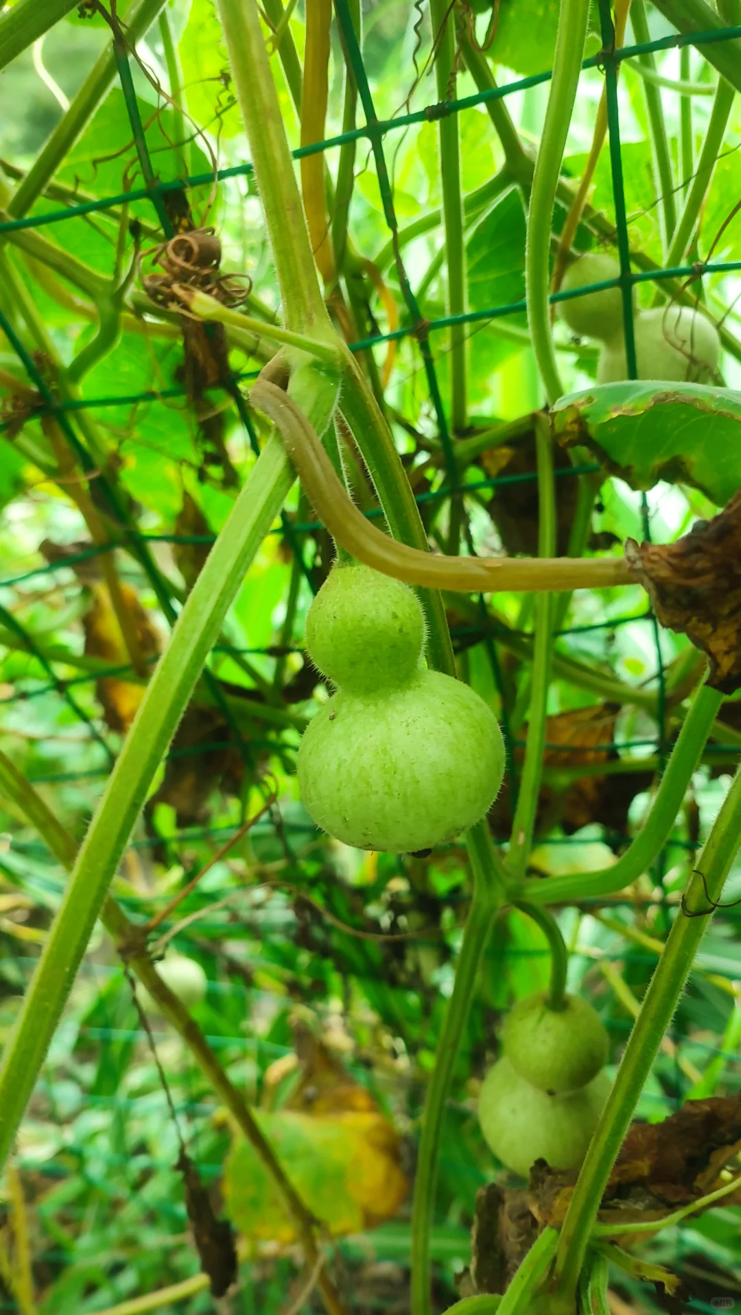 别说想回村了，你认识这里几种农作物？