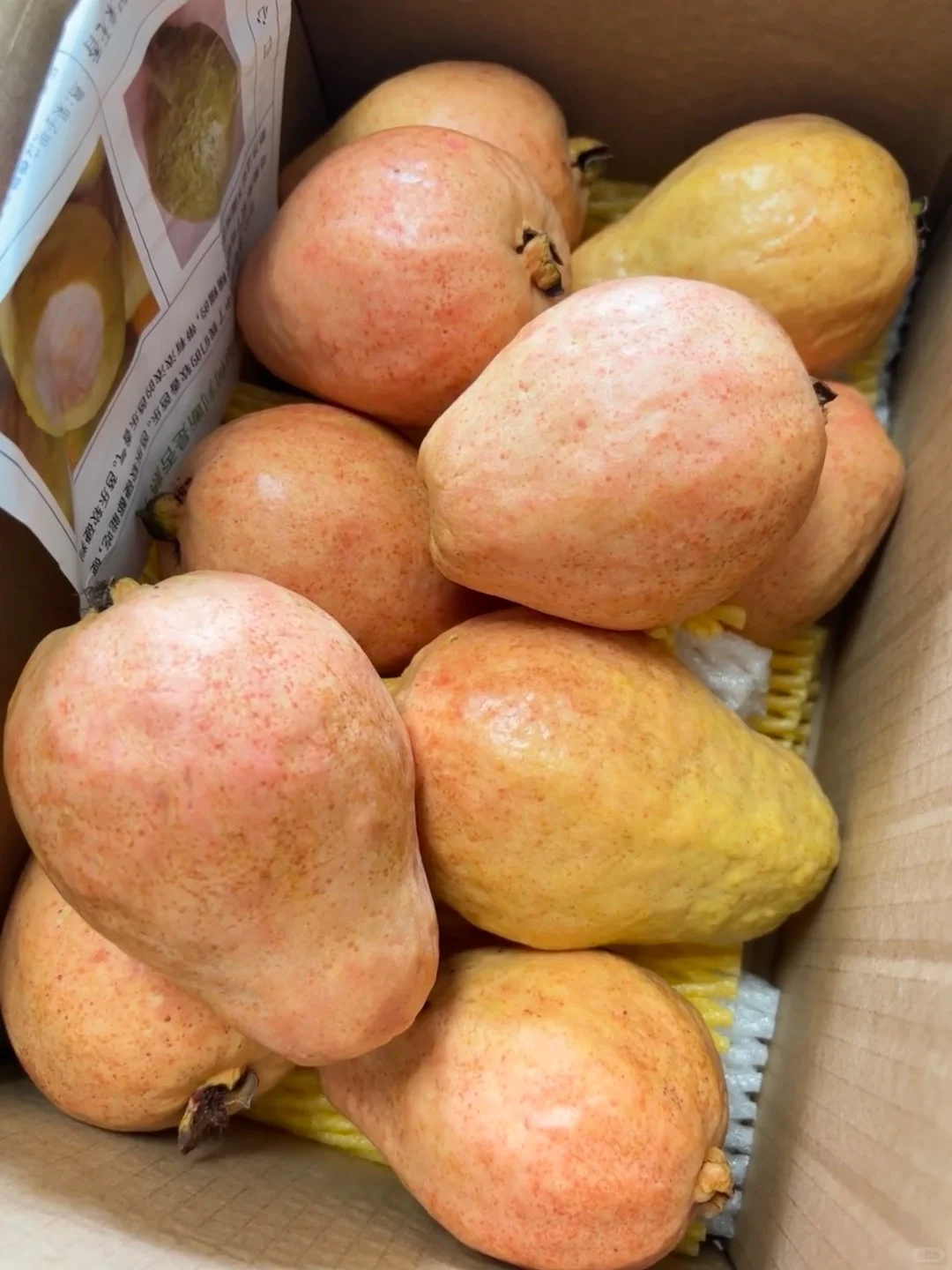 什么？芭乐竟然可以为水果一类