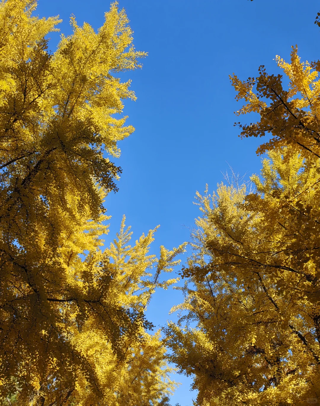 20251101-11（北京林业大学银杏大道）