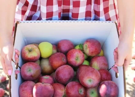 Tucson 图森 走咱们去摘南瓜了！