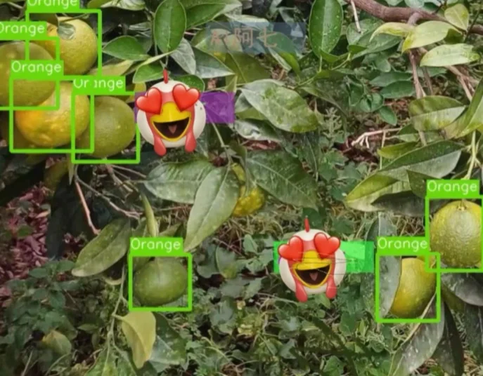 智慧农业之橙子识别数据集 橙子识别 橙子分