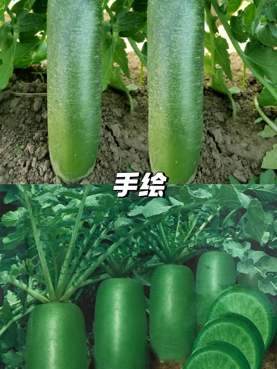 ?脆甜水果萝卜种子，种出好滋味?