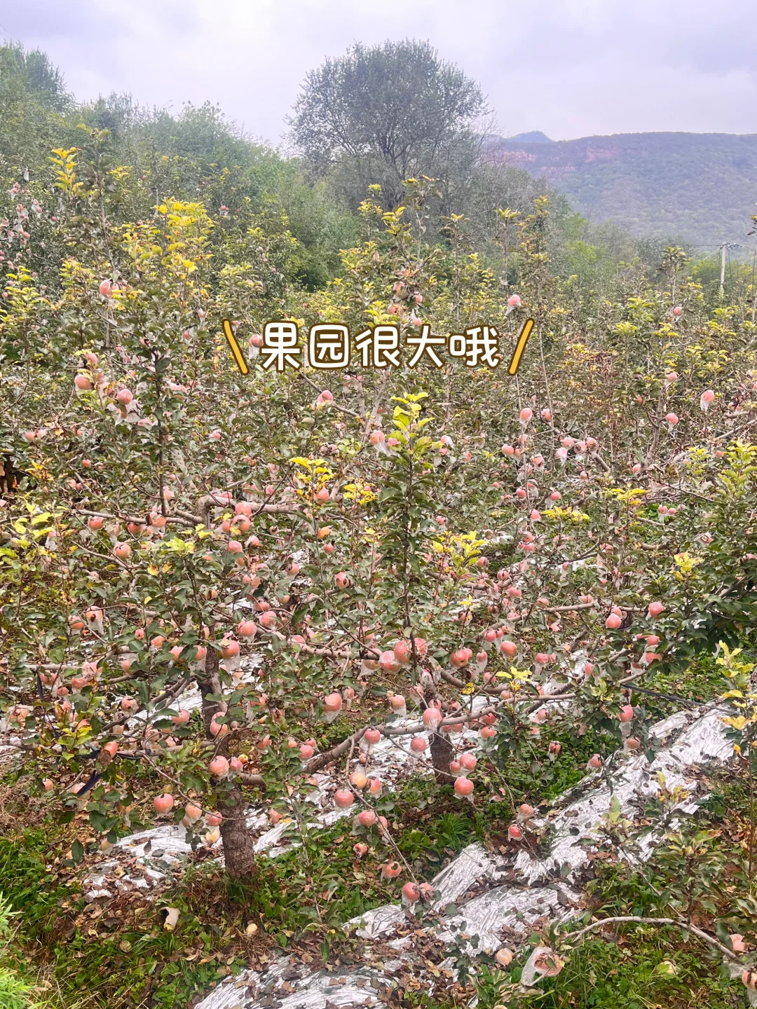 石家庄周末|山里|吸氧|采摘|遛娃