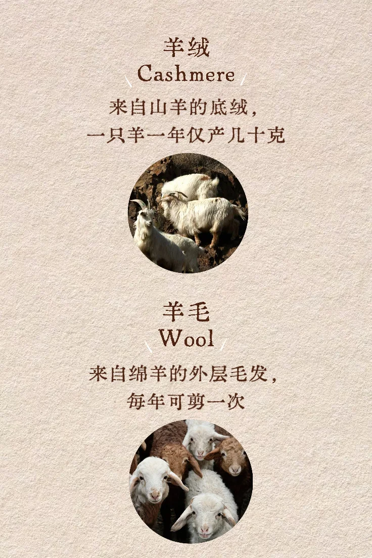 羊绒or羊毛?一篇就看懂!?