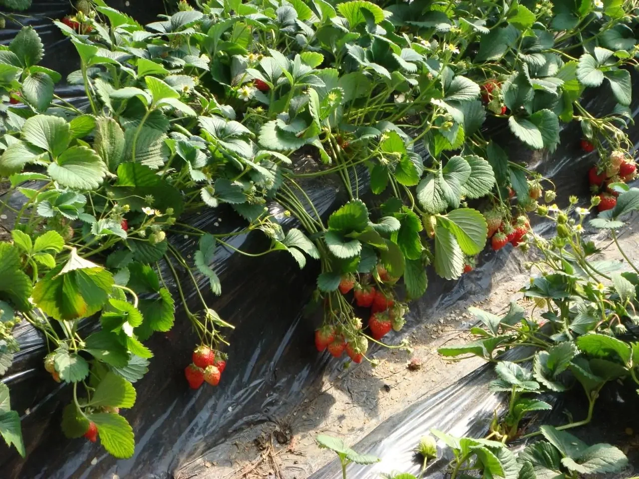 蔬果小芝士—草莓