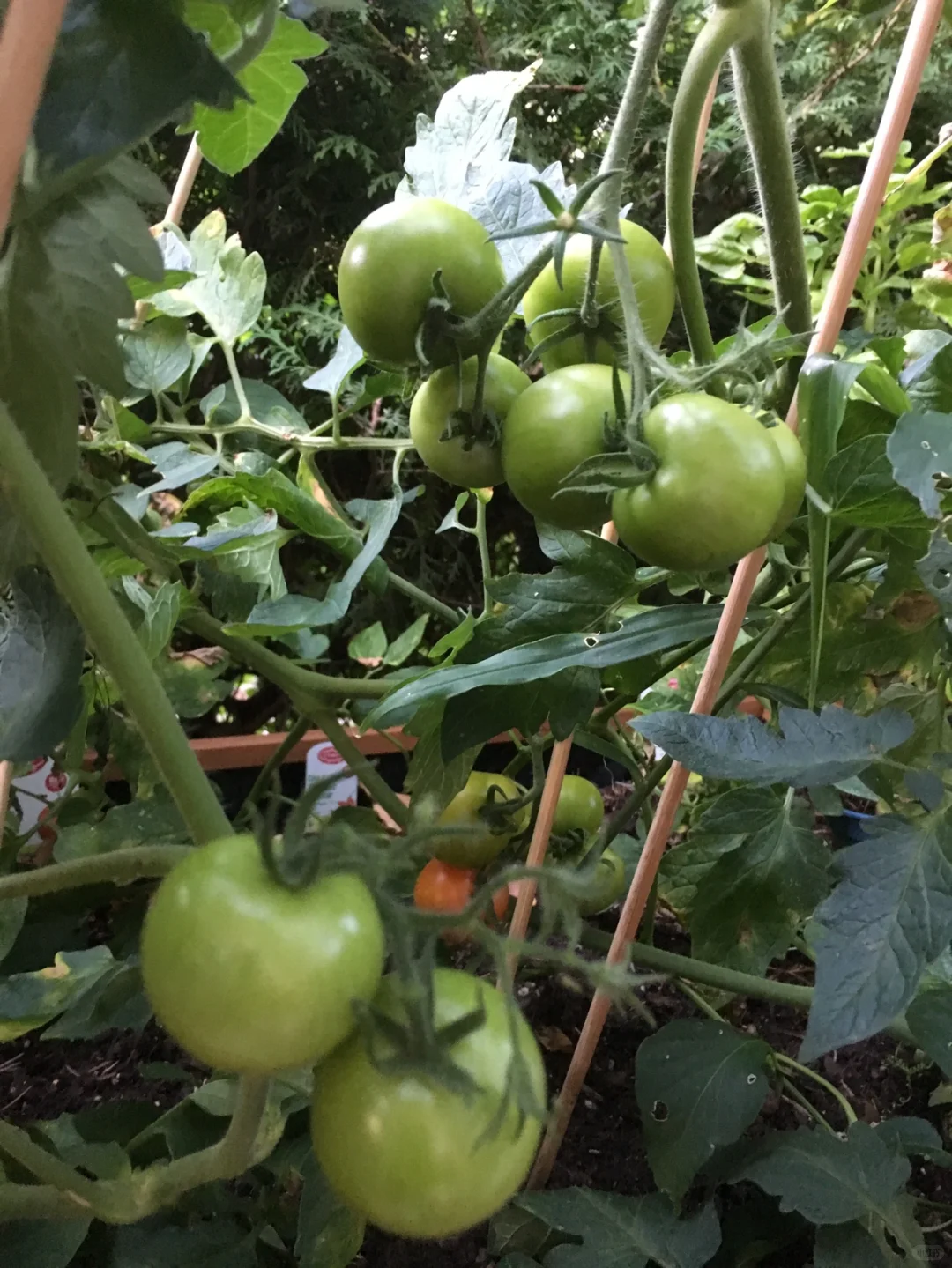 花园里的水果和蔬菜