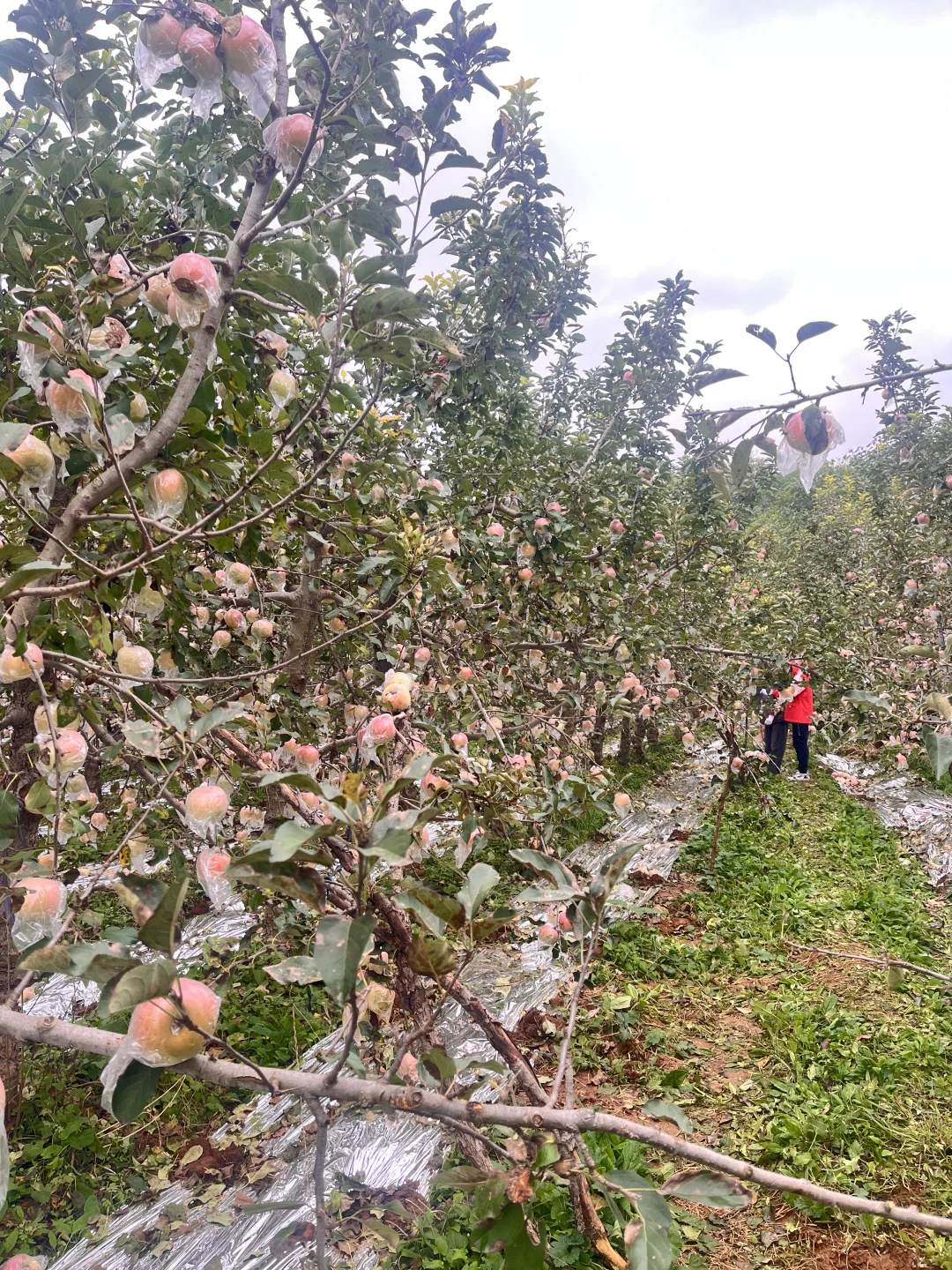 石家庄周末|山里|吸氧|采摘|遛娃