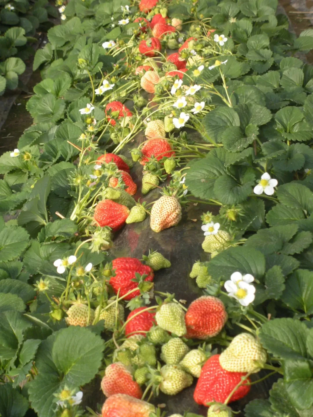 蔬果小芝士—草莓