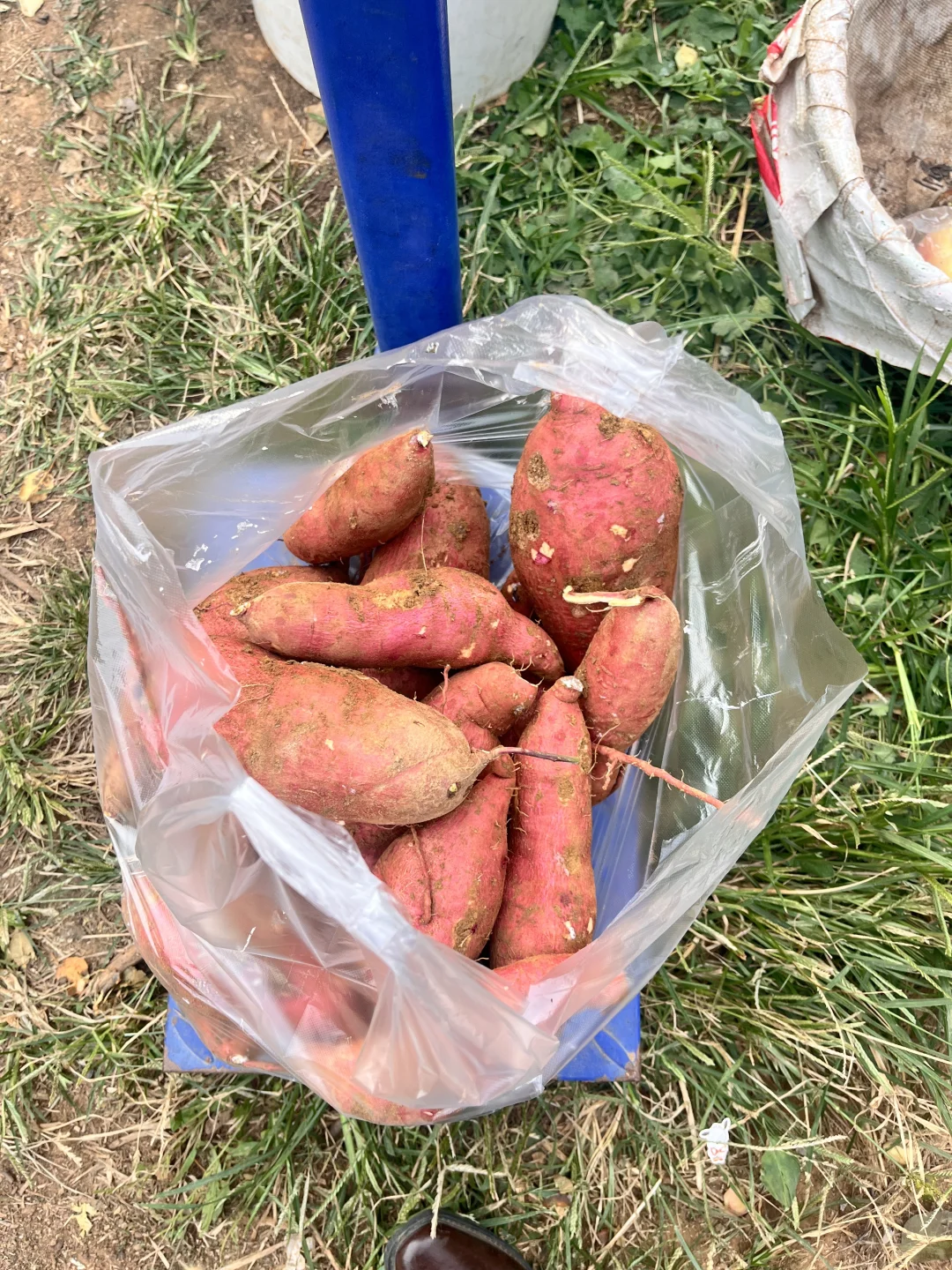 石家庄周末|山里|吸氧|采摘|遛娃