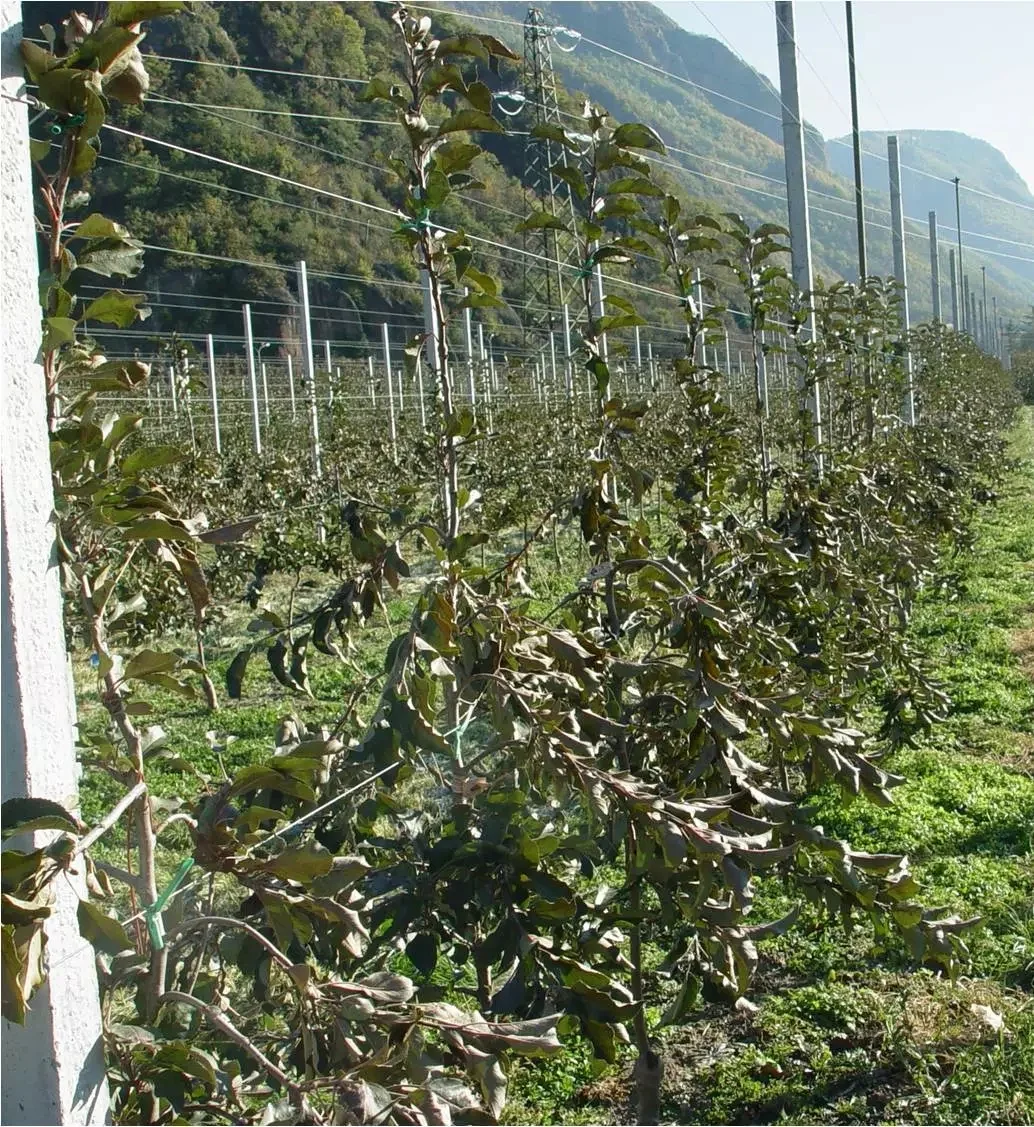 农业种植园，果树、蔬菜水果采摘园新鲜蔬果