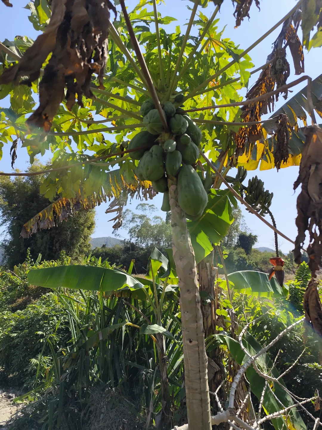 地里种的水果蔬菜，看看都认识吗?