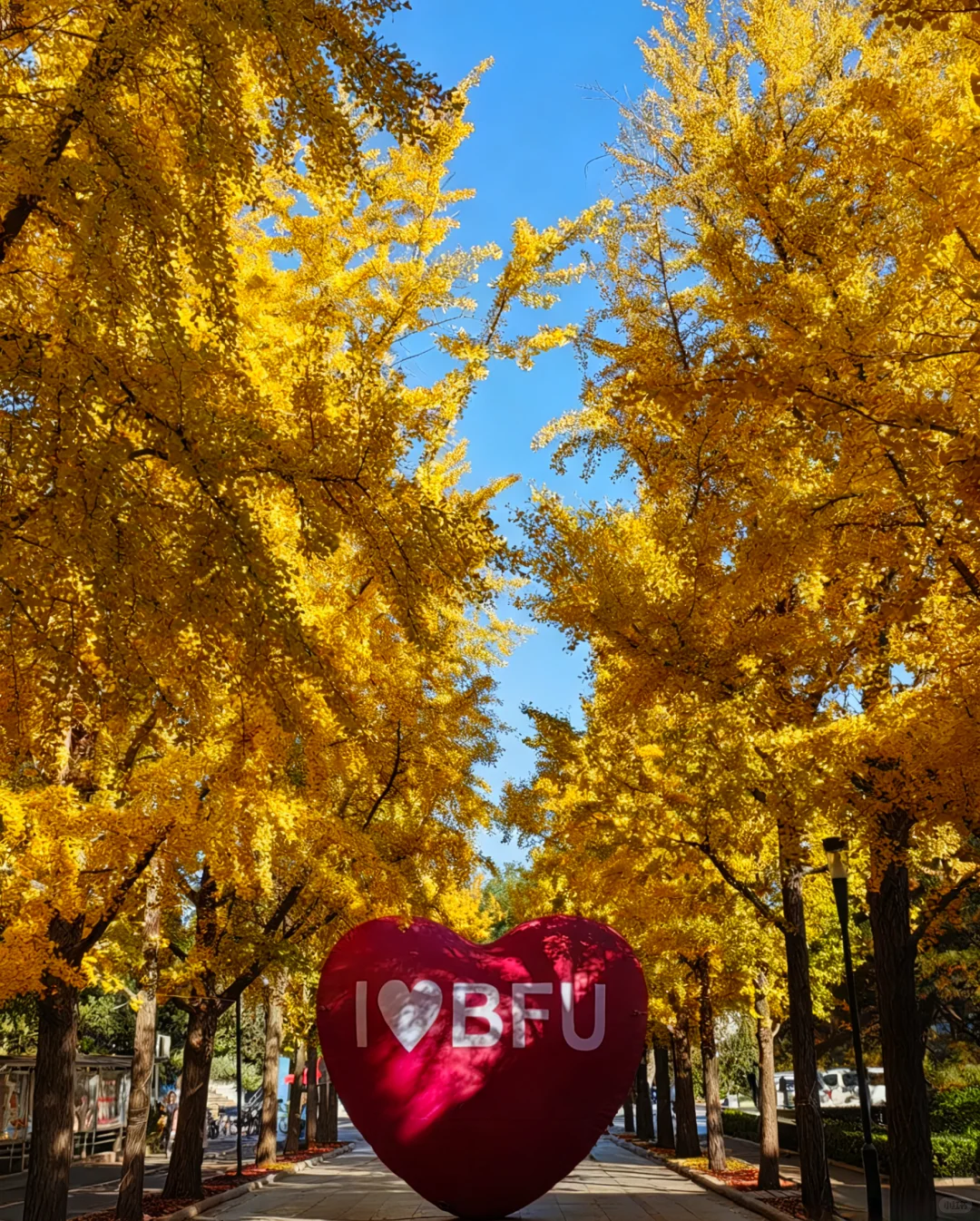 20251101-11（北京林业大学银杏大道）