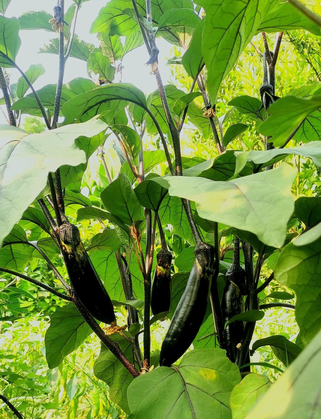 这个夏天太喜欢了！