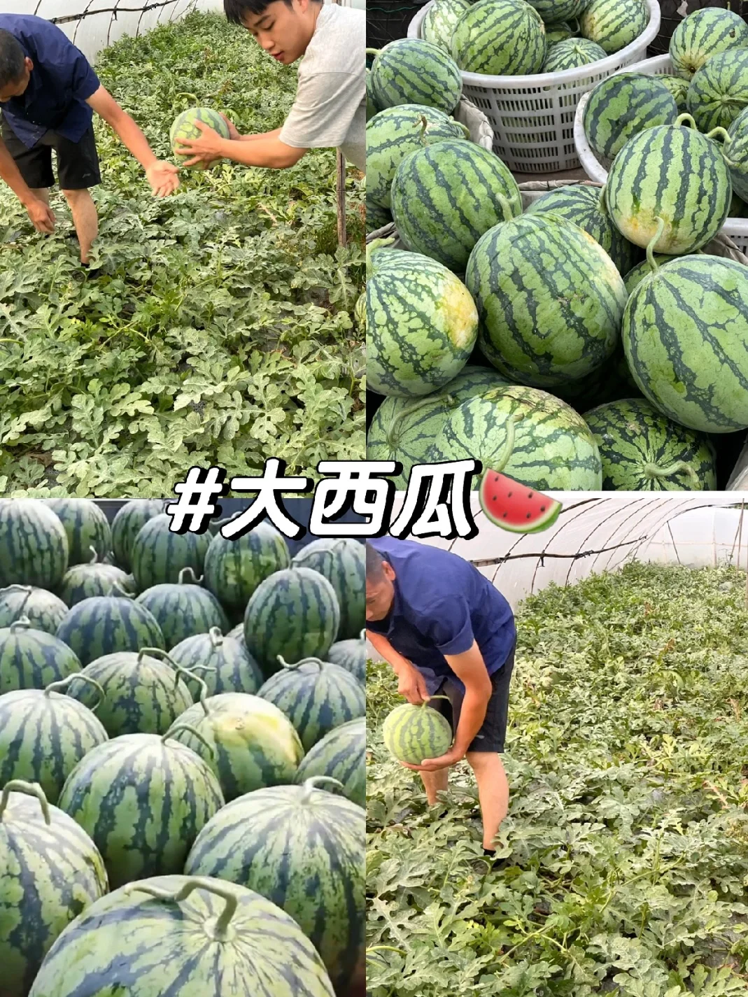 果园里面有什么?