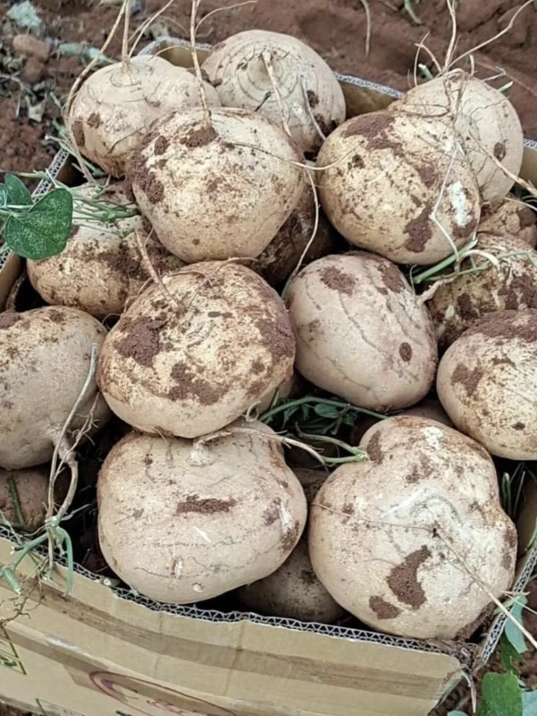 一款长在地里的水果，网友都说比苹果好吃