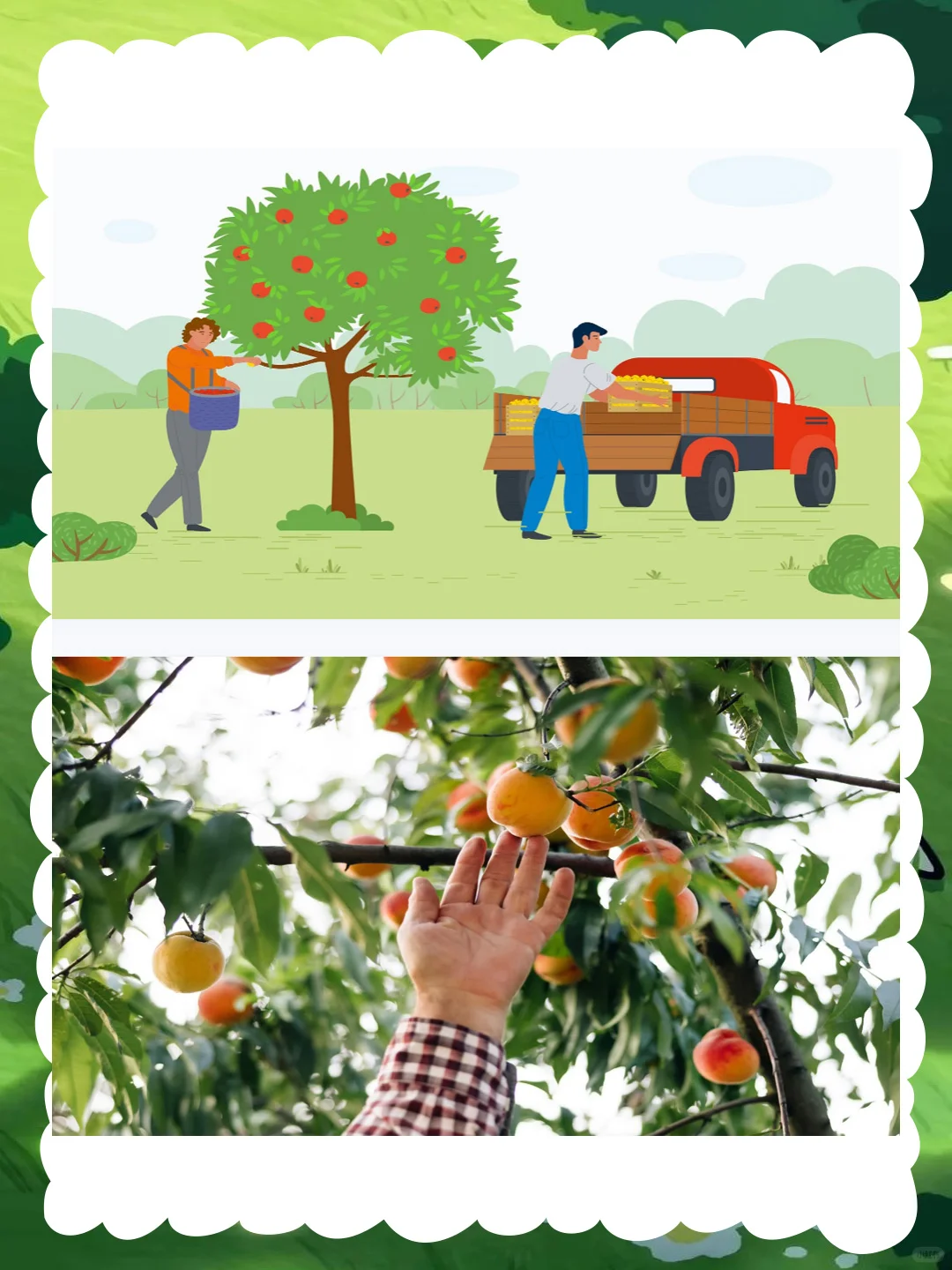 幼儿园大班社会优质公开课《大丰收》秋收